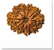 buy Original rudraksha online