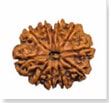 buy Original rudraksha online