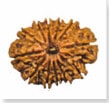 buy Original rudraksha online