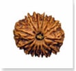 buy Original rudraksha online