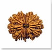 buy Original rudraksha online