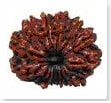 buy Original rudraksha online