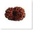 buy Original rudraksha online