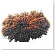 buy Original rudraksha online