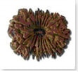 buy Original rudraksha online