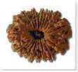 buy Original rudraksha online