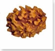 buy Original rudraksha online