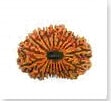 buy Original rudraksha online