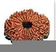 buy Original rudraksha online