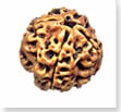 buy Original rudraksha online