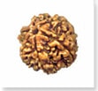 buy Original rudraksha online