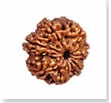 buy Original rudraksha online