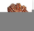 buy Original rudraksha online