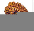 buy Original rudraksha online